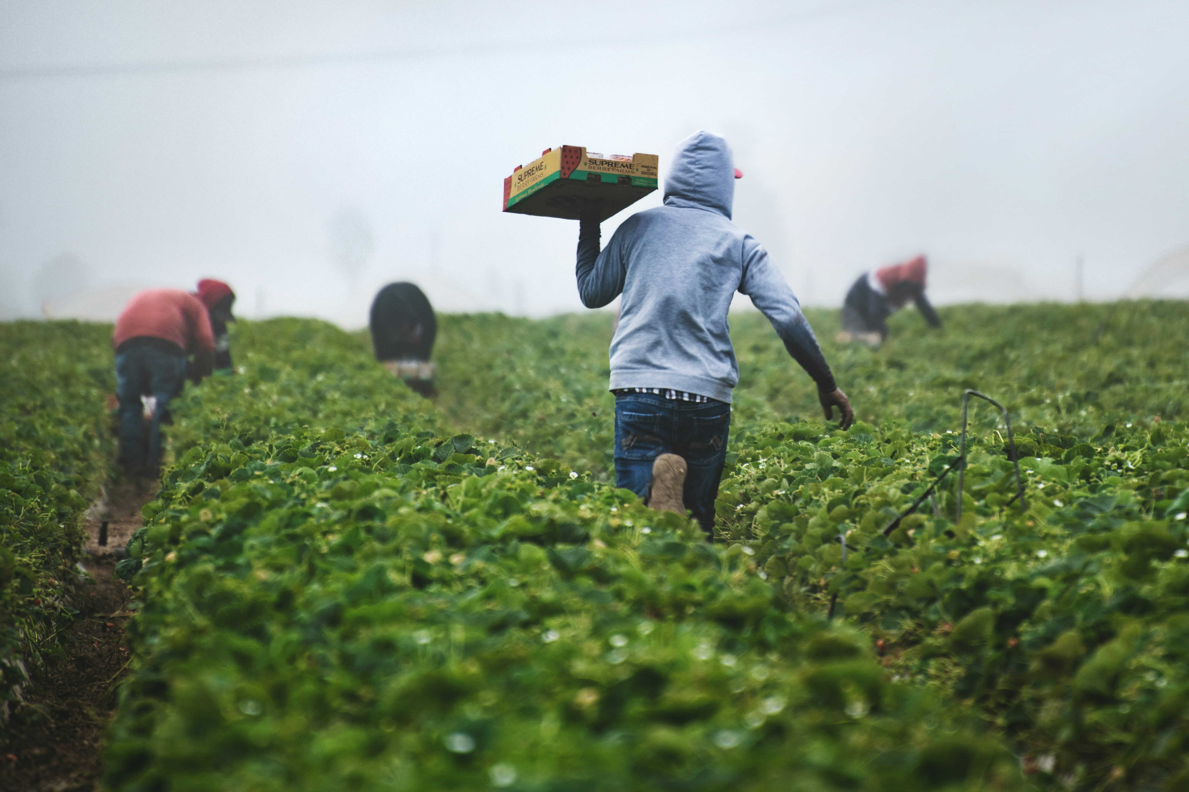 Farm worker harvesting fresh produce in the field